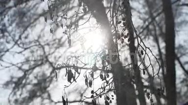 枯黄的树枝刺眼的阳光，阳光在风中摇曳，林中冬日的风景