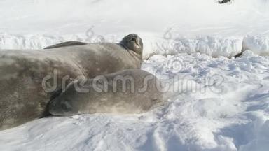 <strong>南极洲</strong>韦德尔海豹家族在雪地上休息