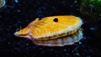 壳拍壳.. 蓝色的眼睛和触须靠近黑海软体动物鳞片。