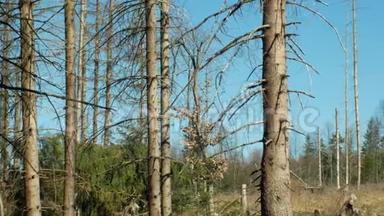 云杉林受到欧洲云杉树皮甲虫虫害Ips的侵袭，清晰的切割造成的灾难