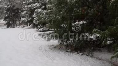冬天森林里的雪覆盖着行道树。