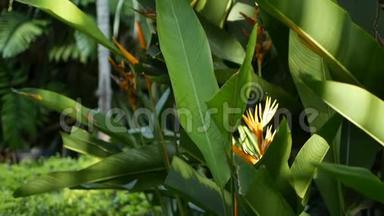 橙色和黄色螺旋，Strelitzia，天堂鸟宏观特写，绿叶背景。 热带乐园