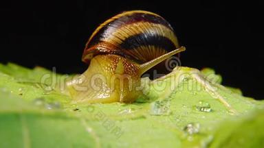 螺旋波马提亚，俗称罗马蜗牛、勃艮第螺、食用蜗牛或。 蜗牛慢慢地在叶子上蠕动. 福纳