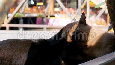 黑猫休息和舔躺在<strong>木墩</strong>上的芭堤雅浮动市场。 泰国