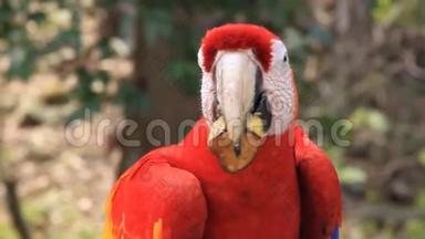 红爪，洪都拉斯国鸟
