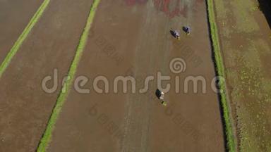 一群农民在大<strong>田</strong>上种水稻的航拍镜头.. 前往巴厘岛