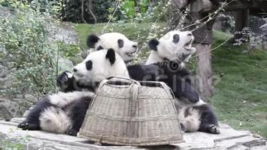 中国成都熊猫基地的熊猫幼崽黑帮