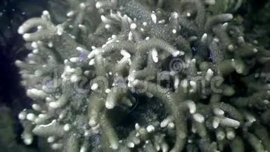 菲律宾野生动物海洋水下虾海。