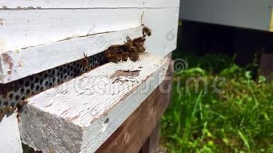 有<strong>翅膀</strong>的蜜蜂慢慢地飞到蜂巢里，从活的<strong>花</strong>里采集私人养蜂场的<strong>花</strong>蜜。