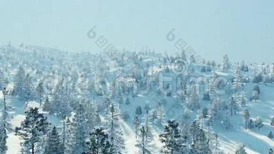 冬季冷杉林，雪天鸟瞰4K