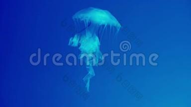在清澈透明的水族馆里自由游动的水母的真实镜头