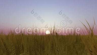 黎明在草地和小麦的3D渲染