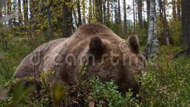 秋天森林里的棕熊。 科学名称：UrsusArctos。
