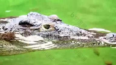 危险的鳄鱼<strong>懒</strong>洋洋地躺在绿色的河<strong>水</strong>边，粗糙的皮肤细节
