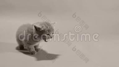 英国小猫喵喵，白色背景.