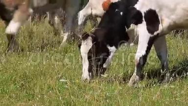 牧场上的奶牛。
