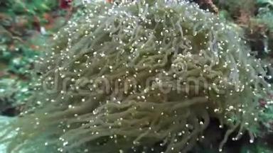 菲律宾海底的海葵在水下.