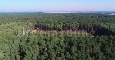砍伐鸟瞰图，工业规模的砍伐森林，使用特殊设备砍伐森林，砍伐森林