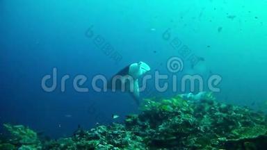 潜水马尔代夫-蝠鲼