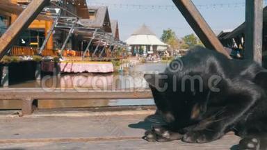 黑猫休息和舔躺在<strong>木墩</strong>上的芭堤雅浮动市场。 泰国