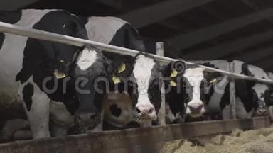 在现代农场上进行冷冻喂养。 关闭牛奶场<strong>的奶牛</strong>饲养。 <strong>奶牛</strong>场<strong>的奶牛</strong>吃干草。 有<strong>奶牛</strong>。