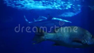 美丽的异国情调在水族馆里<strong>看到</strong>鱼。 水下场景。 3840x2160