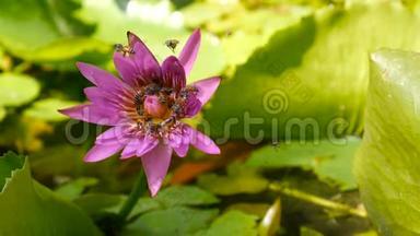 在泰国的一个<strong>荷塘</strong>捕获的盛开的紫色睡莲深处，蜂飞收集花粉。 莲花流