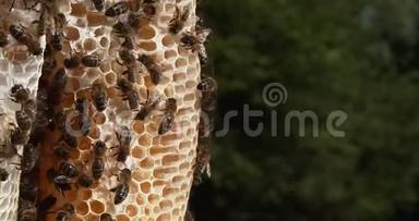欧洲蜂蜜蜜蜂，意大利蜜蜂，野雷蜜蜂，阿尔维鲁斯蜜蜂，诺曼底，实时4K