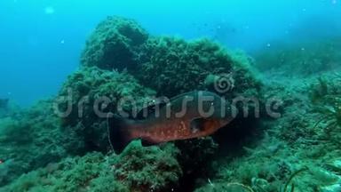 地中海海洋生物-水下石斑鱼
