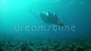 潜水马尔代夫-蝠鲼