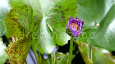 在泰国的一个<strong>荷塘</strong>捕获的盛开的紫色睡莲深处，蜂飞收集花粉。 莲花流