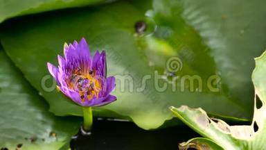 在泰国的一个荷塘捕获的盛开的紫色睡莲深处，蜂飞收集花粉。 莲花流