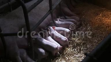 畜牧场上的猪。 养猪业。 小猪在稳定。