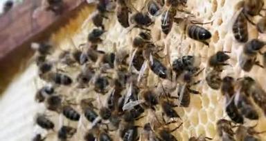 欧洲蜂蜜蜜蜂，意大利蜜蜂，雷上蜜蜂，阿尔维鲁斯蜜蜂，诺曼底，实时4K