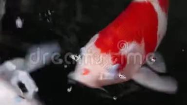 美丽的锦鲤鱼在水中游动