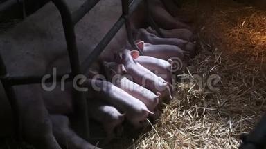 畜牧场上的猪。 养猪业。 小猪在稳定。