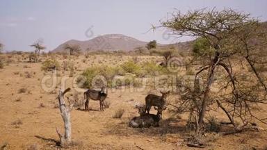 桑布鲁树保护区树荫下栖息的羚羊群