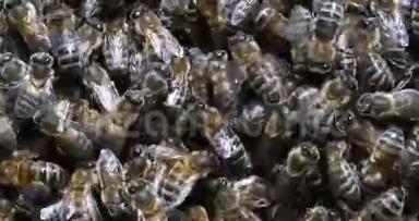 欧洲蜜蜂，蜜蜂，蜜蜂，在肺泡上工作的蜜蜂，诺曼底，实时4K