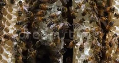欧洲<strong>蜜蜂</strong>，<strong>蜜蜂蜜蜂</strong>，野生射线上的<strong>蜜蜂</strong>，在肺泡上工作的<strong>蜜蜂</strong>，诺曼底的野生蜂巢，实时4K