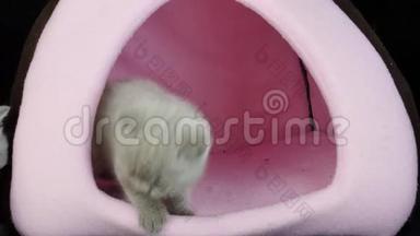 小猫在粉红色的宠物帐篷里玩耍