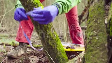 森林科学家生态学家采集植物样本