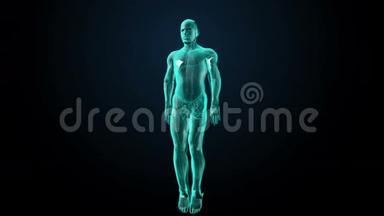 放大人体骨骼结构，扫描骨骼系统，蓝色X光..