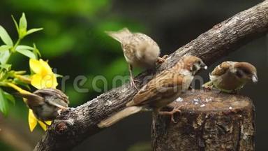 一群菲律宾玛雅鸟或欧亚大树麻雀栖息在树枝上啄食米粒
