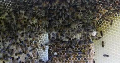 欧洲蜂蜜蜜蜂，意大利蜜蜂，野雷蜜蜂，阿尔维鲁斯蜜蜂，诺曼底野蜂，实时4K