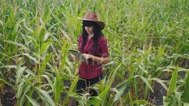 智慧<strong>生态农业</strong>养殖理念.. 农民女孩植物研究员在检查玉米时使用和触摸平板电脑