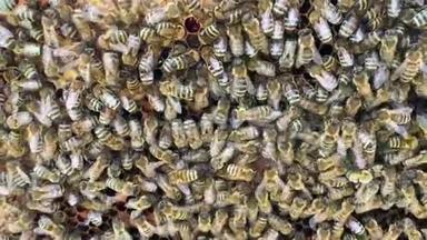 摘要六边形结构是<strong>蜂箱</strong>中的蜂窝，<strong>蜂箱</strong>中装满了金色的蜂蜜。