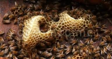 欧洲蜂蜜蜜蜂，意大利蜜蜂，野雷蜜蜂，阿尔维鲁斯蜜蜂，诺曼底野蜂，实时4K