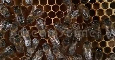 欧洲蜂蜜蜜蜂，意大利蜜蜂，在葡萄树上工作的蜜蜂，诺曼底的蜜蜂蜂巢，实时4K