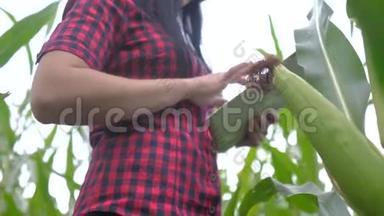 智慧生态农业养殖理念.. 一位植物研究人员在检查玉米时使用和触摸平板电脑