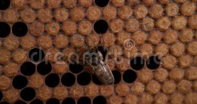 欧洲蜂蜜蜜蜂，意大利蜜蜂，蜂房女王，诺曼底蜂房，实时4K